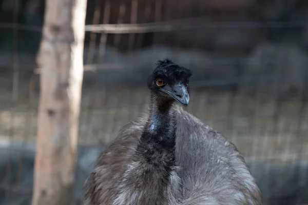 Das Gesicht Von Emu Bird Aus Nächster Nähe — Stockfoto