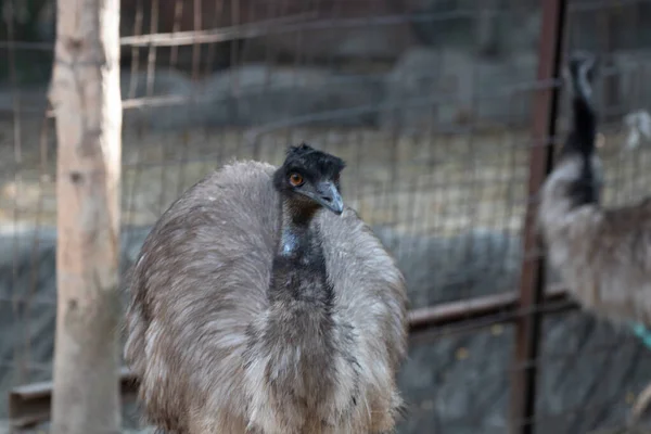 Das Gesicht Von Emu Bird Aus Nächster Nähe — Stockfoto