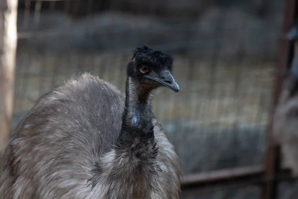 Cerrar Cara Pájaro Emu —  Fotos de Stock