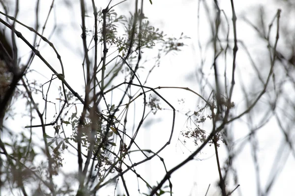 Маленькі Білі Квіти Тлом Чистого Неба — стокове фото