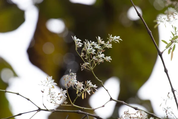 Primavera Acerca Cerca Floreciendo Pequeñas Flores Blancas Chromolaena Odorata — Foto de Stock