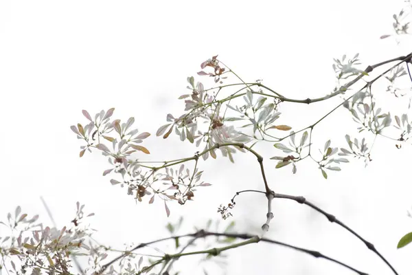 Mooi Botanisch Schot Natuurlijk Behang Stockfoto