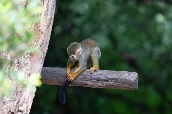 Gros Plan Singe Écureuil Commun Saimiri Sciureus — Photo