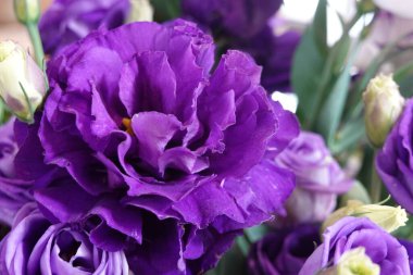 Çiçek açan mor bir gül buketini kapat.