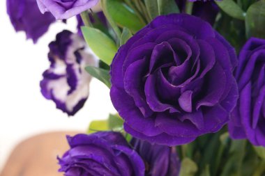 Çiçek açan mor bir gül buketini kapat.