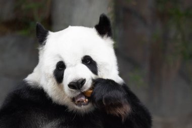 Tayland 'daki güzel pofuduk panda portresi, Lin Hui 