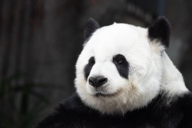 Tayland 'daki güzel pofuduk panda portresi, Lin Hui 