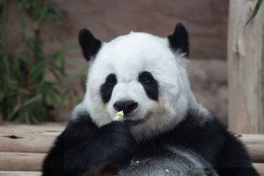 Tayland 'daki güzel pofuduk panda portresi, Lin Hui 