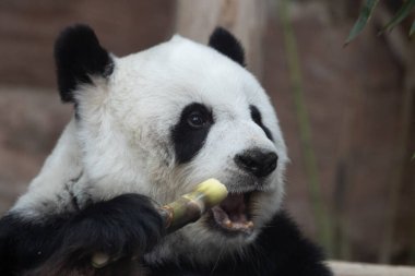 Tayland 'daki güzel pofuduk panda portresi, Lin Hui 