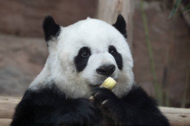 Tayland 'daki güzel pofuduk panda portresi, Lin Hui 