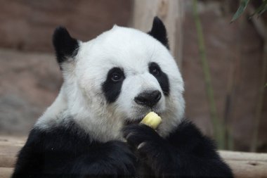Tayland 'daki güzel pofuduk panda portresi, Lin Hui 
