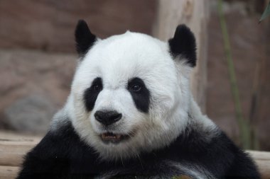 Tayland 'daki güzel pofuduk panda portresi, Lin Hui 