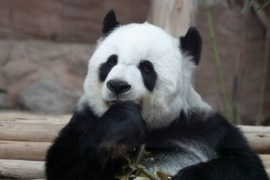 Tayland 'daki güzel pofuduk panda portresi, Lin Hui 