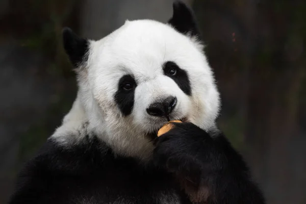 ふわふわのパンダを閉じてニンジンを食べる — ストック写真