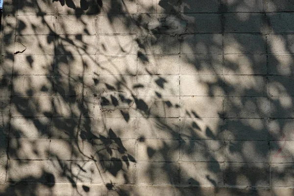 Shadow of Green Leaves on the concreate Wall