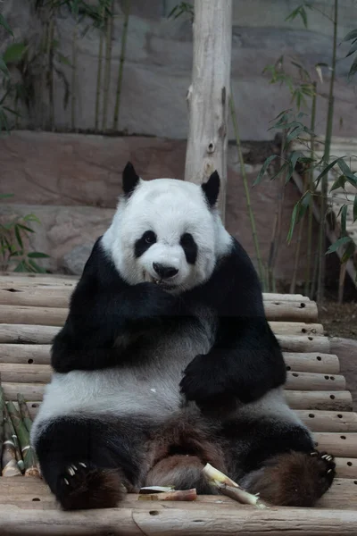 Porträtt Vacker Fluffig Panda Thailand Lin Hui — Stockfoto