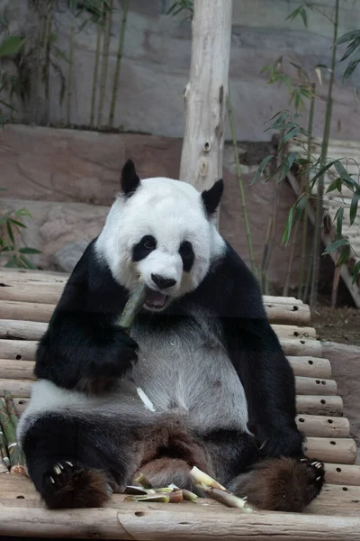 Portrait Beautiful Fluffy Panda Thailand Lin Hui — Fotografia de Stock