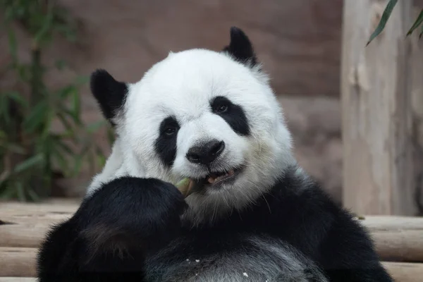 Porträt Der Schönen Flauschigen Panda Thailand Lin Hui — Stockfoto