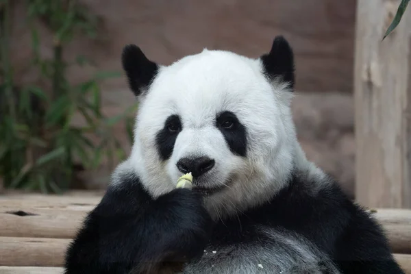 Portrait Magnifique Panda Moelleux Thaïlande Lin Hui — Photo