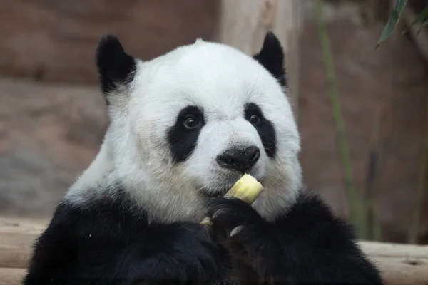 Portrait Beautiful Fluffy Panda Thailand Lin Hui — Stock Fotó