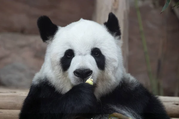Portré Gyönyörű Bolyhos Panda Thaiföldön Lin Hui — Stock Fotó