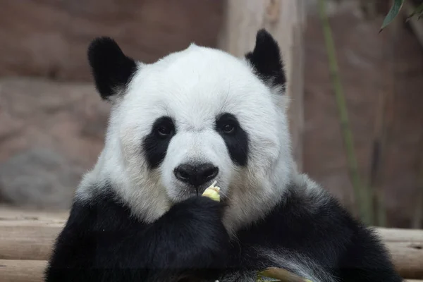 Portrait Beautiful Fluffy Panda Thailand Lin Hui — Fotografia de Stock