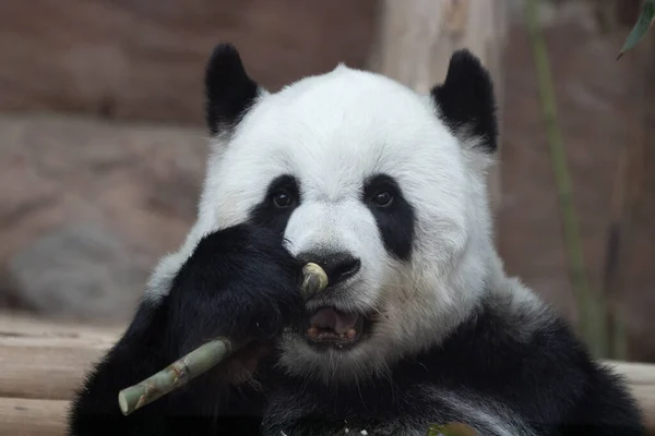 Portrait Beautiful Fluffy Panda Thailand Lin Hui — Stock Fotó