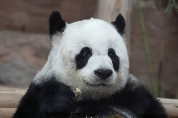 Portrait Magnifique Panda Moelleux Thaïlande Lin Hui — Photo