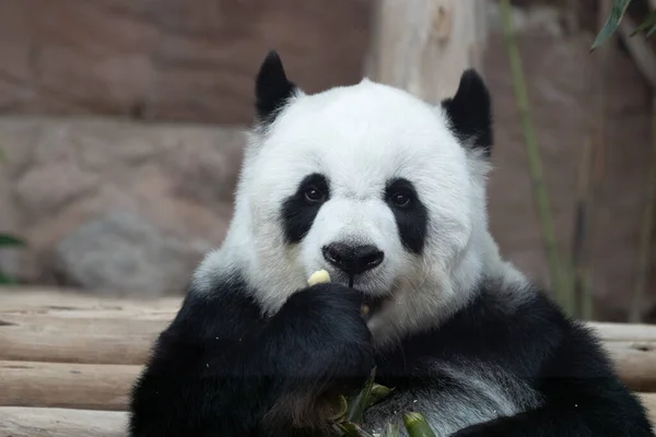 Portrait Beautiful Fluffy Panda Thailand Lin Hui — Fotografia de Stock