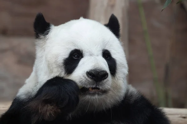 Portrait Beautiful Fluffy Panda Thailand Lin Hui — Stock Fotó