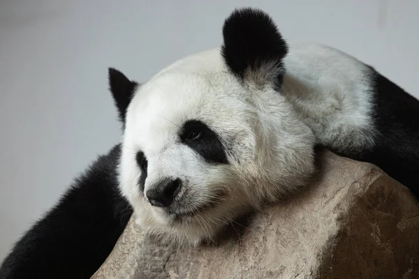 Retrato Hermoso Panda Esponjoso Tailandia Lin Hui — Foto de Stock