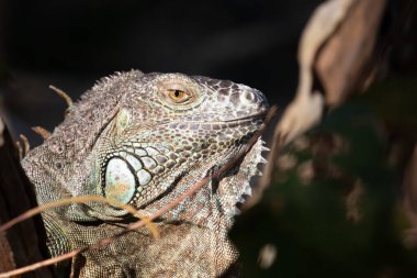Ağaçtaki Yeşil İguana 'yı kapat.