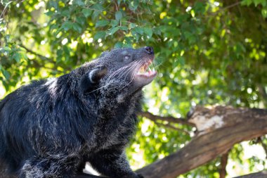 Close up Cute fluffy Binturong, bear cat clipart