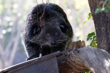 Şirin pofuduk Binturong, ayı kedi.