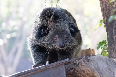 Şirin pofuduk Binturong, ayı kedi.