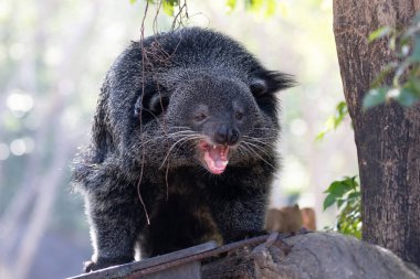 Şirin pofuduk Binturong, ayı kedi.