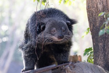 Şirin pofuduk Binturong, ayı kedi.