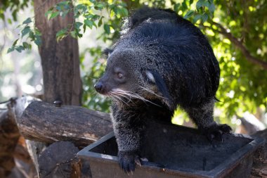 Şirin pofuduk Binturong, ayı kedi.