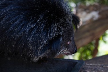 Şirin pofuduk Binturong, ayı kedi.