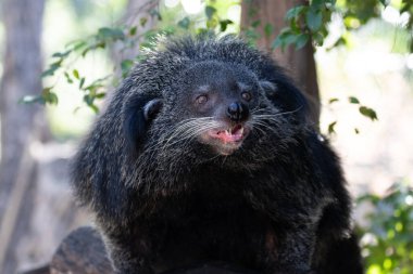 Şirin pofuduk Binturong, ayı kedi.