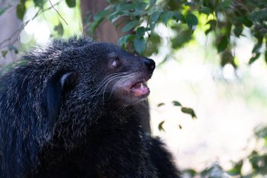 Şirin pofuduk Binturong, ayı kedi.