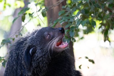 Şirin pofuduk Binturong, ayı kedi.