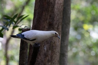 Beyaz İskeleli İmparatorluk Güvercini 'ni kapatın.