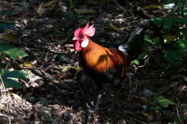 Close up beautiful red junglefowl (Gallus gallus)