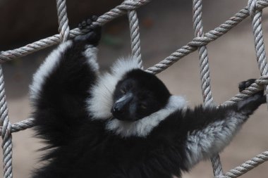 Siyah-beyaz yakutlu lemurun örülmüş ağda dinlenirken komik duruşu