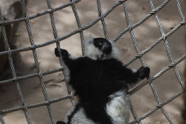Siyah-beyaz yakutlu lemurun örülmüş ağda dinlenirken komik duruşu