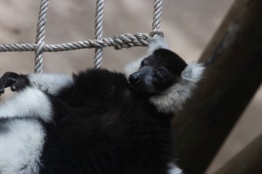 Siyah-beyaz yakutlu lemurun örülmüş ağda dinlenirken komik duruşu