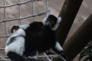 Siyah-beyaz yakutlu lemurun örülmüş ağda dinlenirken komik duruşu