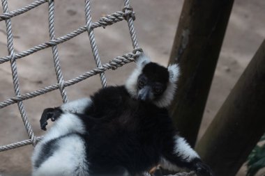 Siyah-beyaz yakutlu lemurun örülmüş ağda dinlenirken komik duruşu
