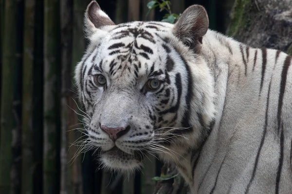 Close Portret Van Witte Tijger Terwijl Ontspannen Lunch — Stockfoto